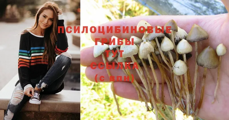 Галлюциногенные грибы Psilocybe Горнозаводск